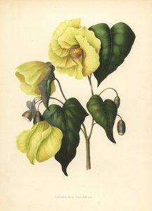 Magnolia pterocarpa extinta